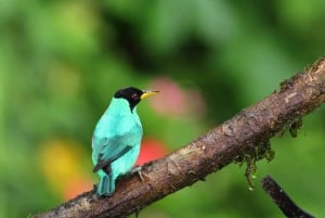 La Fortuna: experiência de observação de pássaros