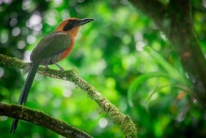 La Fortuna: Bird Watching Tour at Natura Park