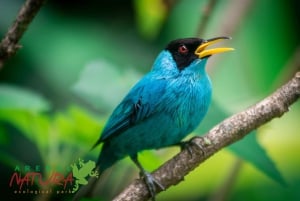 La Fortuna: Bird Watching Tour at Natura Park