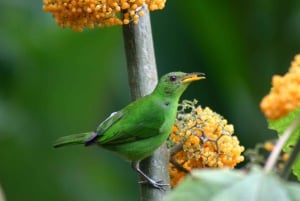 La Fortuna: Bird Watching Tour at Natura Park