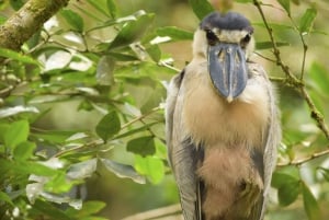 La Fortuna: Bird Watching Tour at Natura Park