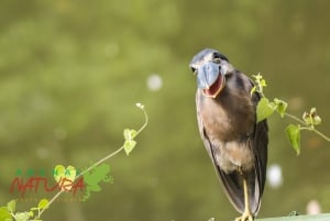 La Fortuna: Bird Watching Tour at Natura Park