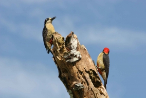 Wycieczka z obserwacją ptaków La Fortuna z przewodnikiem przyrodnika