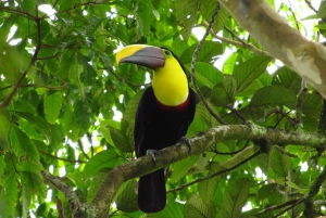 La Fortuna Bird Watching Tour with Naturalist Guide