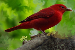 La Fortuna: Arenal Mundo Aventura Birdwatching Tour