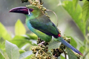 La Fortuna: Arenal Mundo Aventura Birdwatching Tour
