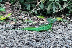 La Fortuna: Bogarin Trail dovendyr-observasjonstur med guide