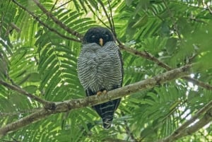 La Fortuna: Bogarin Trail dovendyr-observasjonstur med guide