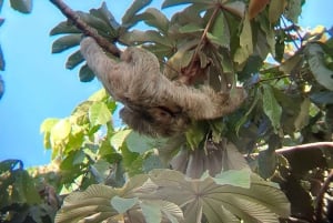 La Fortuna-Breath Taking Sloth Tour & Tortilla Experience.