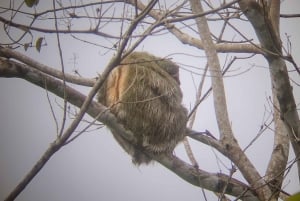 La Fortuna-Breath Taking Sloth Tour & Tortilla Experience.