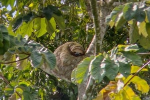 La Fortuna-Breath Taking Sloth Tour & Tortilla Experience.