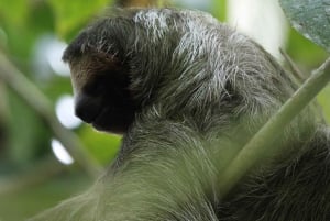 La Fortuna-Breath Taking Sloth Tour & Tortilla Experience.