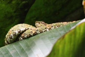 La Fortuna-Breath Taking Sloth Tour & Tortilla Experience.