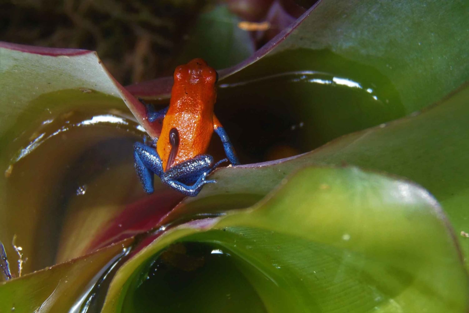 La Fortuna:Butterflies, birds, sloths and Trails Guided Tour
