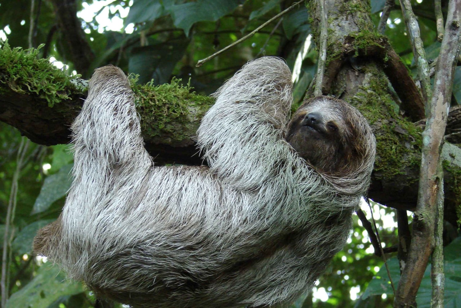 La Fortuna:Butterflies, birds, sloths and Trails Guided Tour