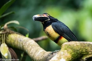 La Fortuna: Sommerfugle, fugle, dovendyr og stier Guidet tur