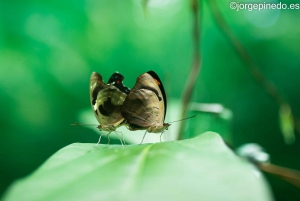 La Fortuna: Fjärilar, fåglar, sengångare och stigar Guidad tur