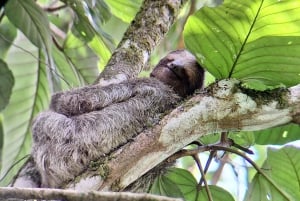 La Fortuna:Schmetterlinge, Vögel, Faultiere und Trails Geführte Tour