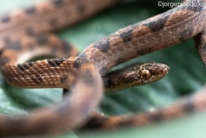 La Fortuna: Visita guiada a borboletas, pássaros, preguiças e trilhas