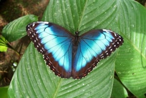 La Fortuna:Butterflies, birds, sloths and Trails Guided Tour