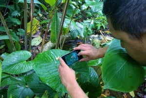 La Fortuna:Butterflies, birds, sloths and Trails Guided Tour