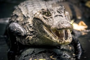 La Fortuna:Butterflies, birds, sloths and Trails Guided Tour