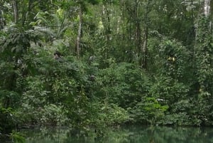 La Fortuna:Butterflies, birds, sloths and Trails Guided Tour