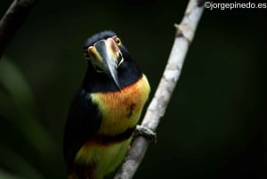 La Fortuna:Butterflies, birds, sloths and Trails Guided Tour