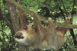 La Fortuna:Butterflies, birds, sloths and Trails Guided Tour