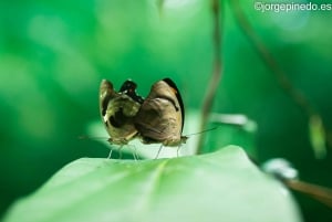 La Fortuna:Butterflies, birds, sloths and Trails Guided Tour