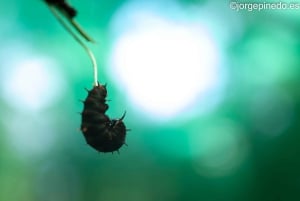 La Fortuna:Butterflies, birds, sloths and Trails Guided Tour