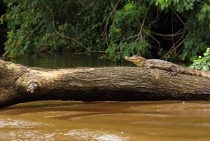 La Fortuna: Caño Negro Wildlife Refuge Costa Rica Bootstour