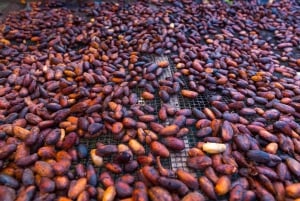 La Fortuna: Experiência de fabrico de chocolate com provas