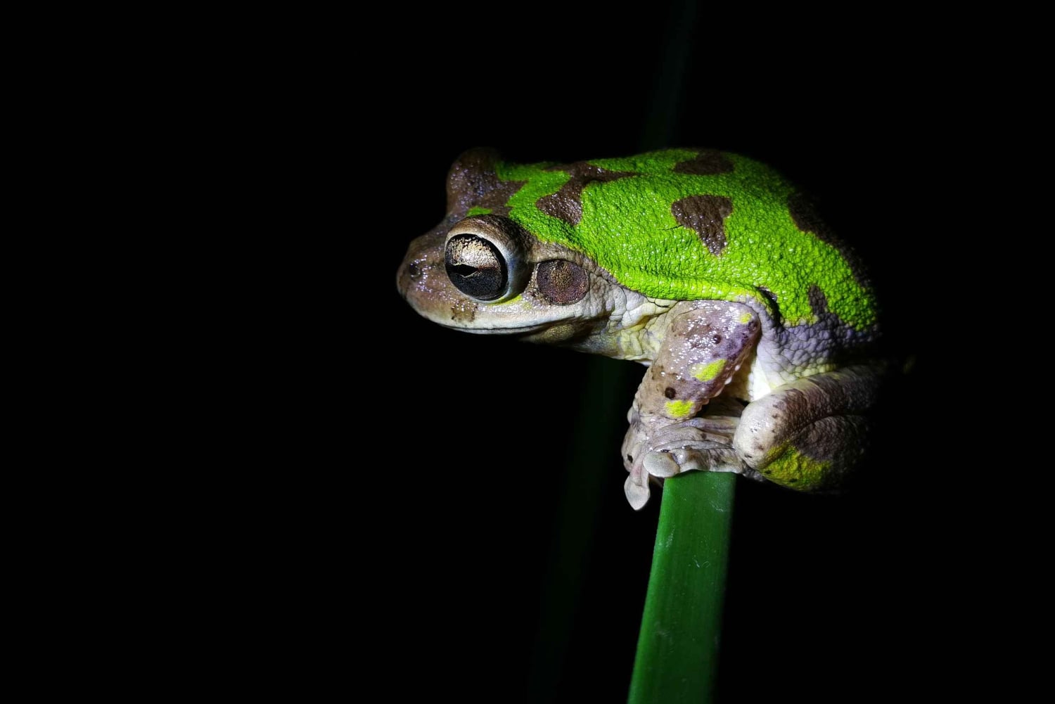 La Fortuna : visite sur le thème du chocolat et promenade nocturne Don Juan Arenal