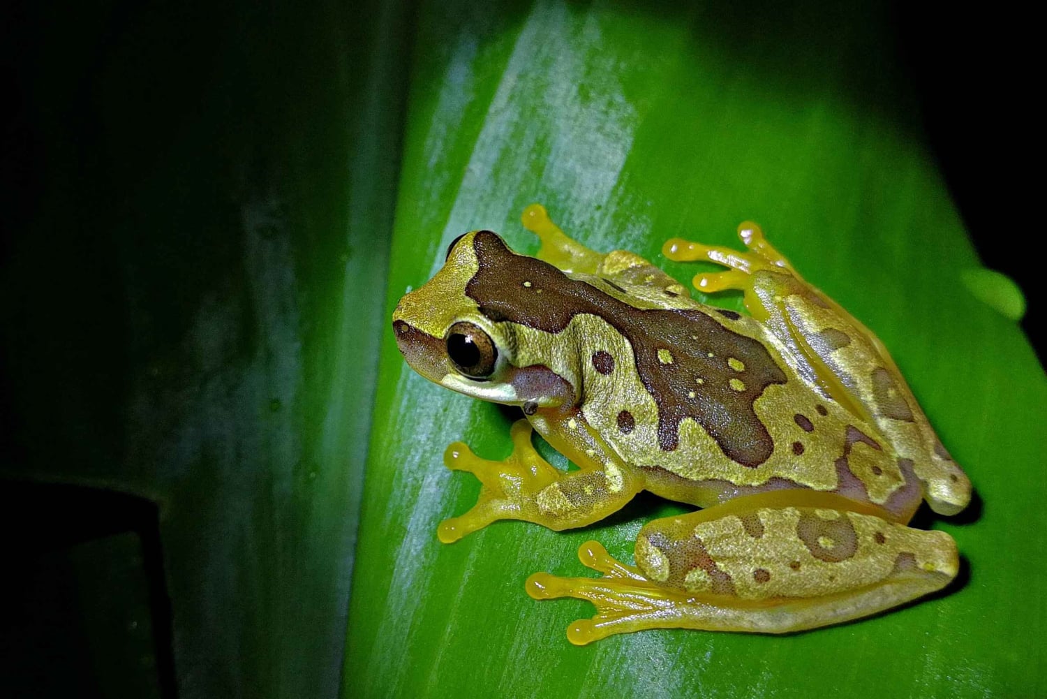La Fortuna : visite sur le thème du chocolat et promenade nocturne Don Juan Arenal