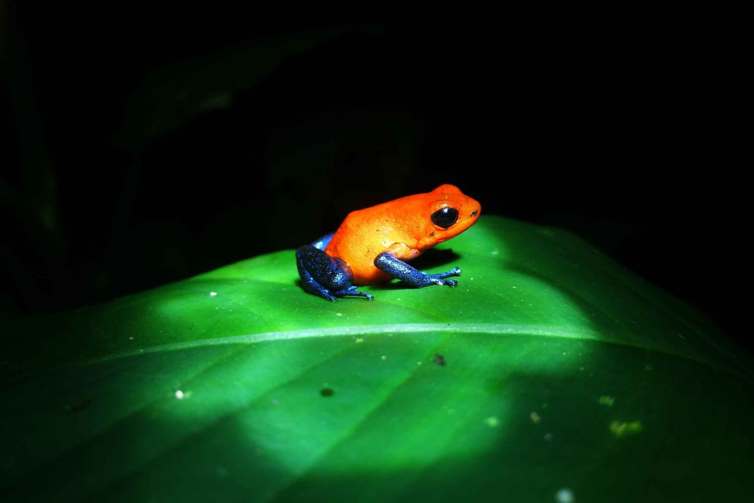 La Fortuna : visite sur le thème du chocolat et promenade nocturne Don Juan Arenal