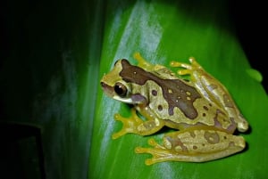 La Fortuna : visite sur le thème du chocolat et promenade nocturne Don Juan Arenal