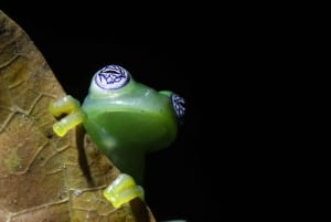 La Fortuna : visite sur le thème du chocolat et promenade nocturne Don Juan Arenal