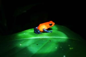La Fortuna : visite sur le thème du chocolat et promenade nocturne Don Juan Arenal