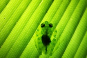La Fortuna : visite sur le thème du chocolat et promenade nocturne Don Juan Arenal