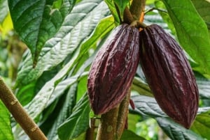 La Fortuna : Visite d'une ferme de café et de chocolat