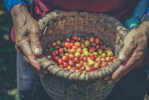 La Fortuna: wycieczka po farmie kawy i czekolady