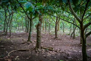 La Fortuna : Visite d'une ferme de café et de chocolat