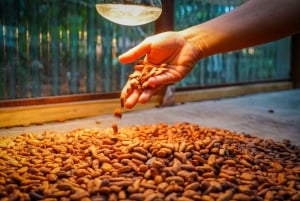 La Fortuna : Visite d'une ferme de café et de chocolat