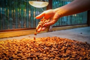 La Fortuna: rondleiding koffie- en chocoladeboerderij