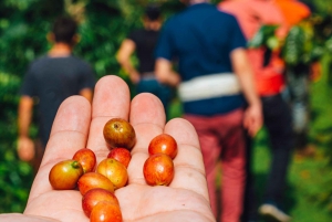La Fortuna: Combined Local Coffee & Chocolate Tour