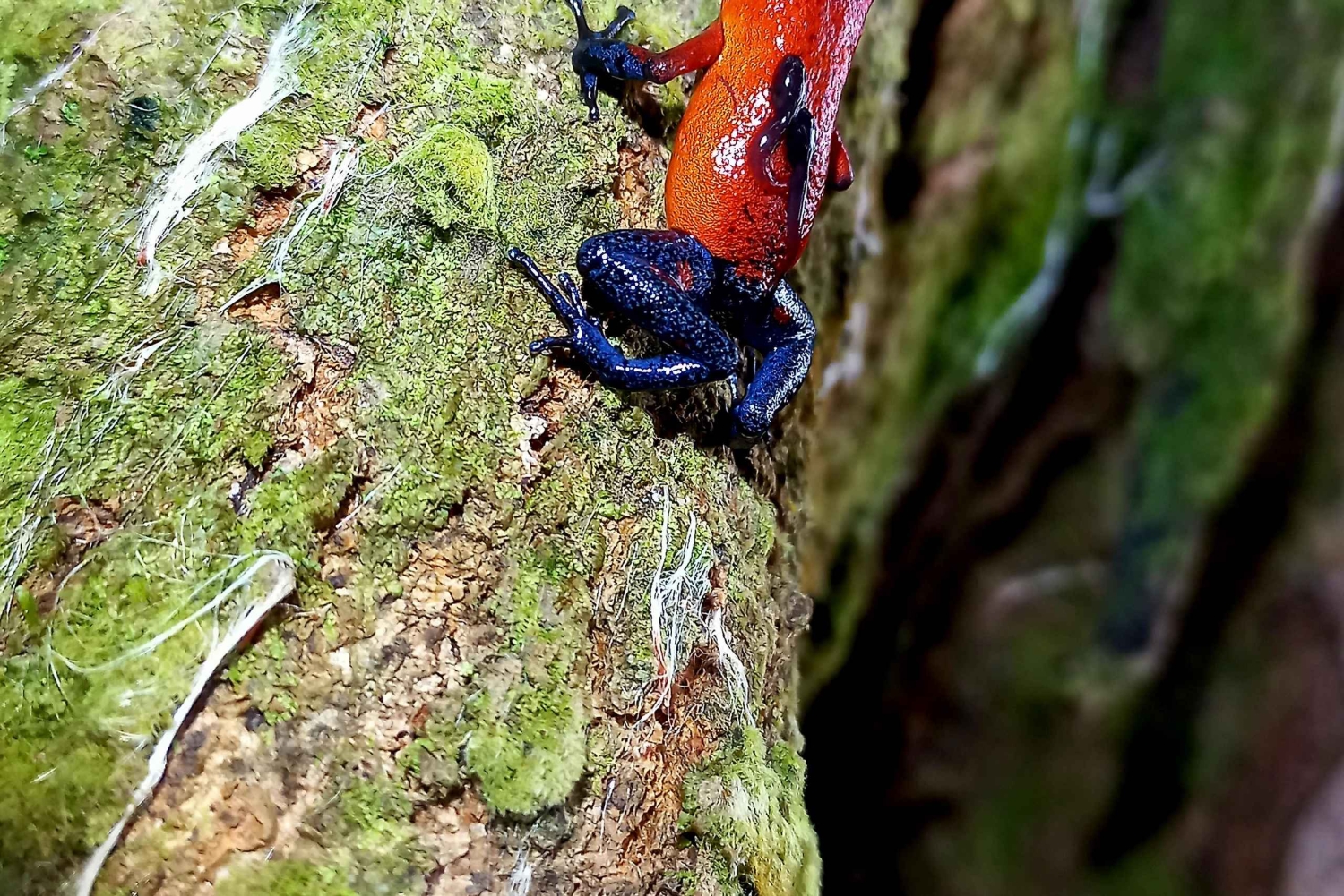 La Fortuna Costa Rica: Nattvandring