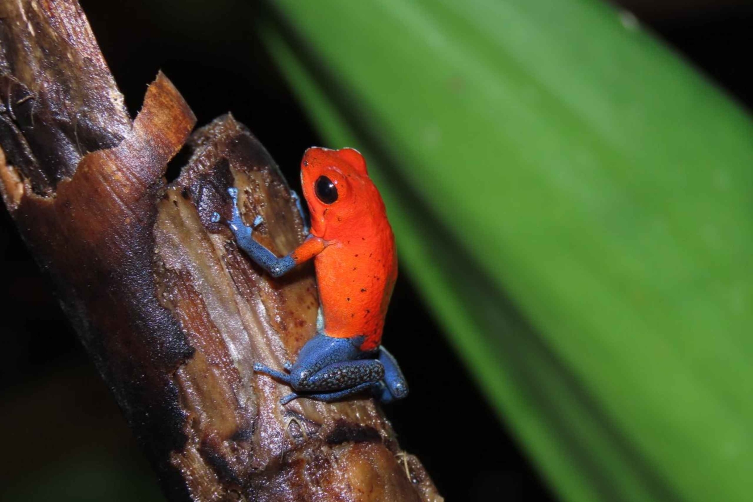 La Fortuna Costa Rica: Nattvandring