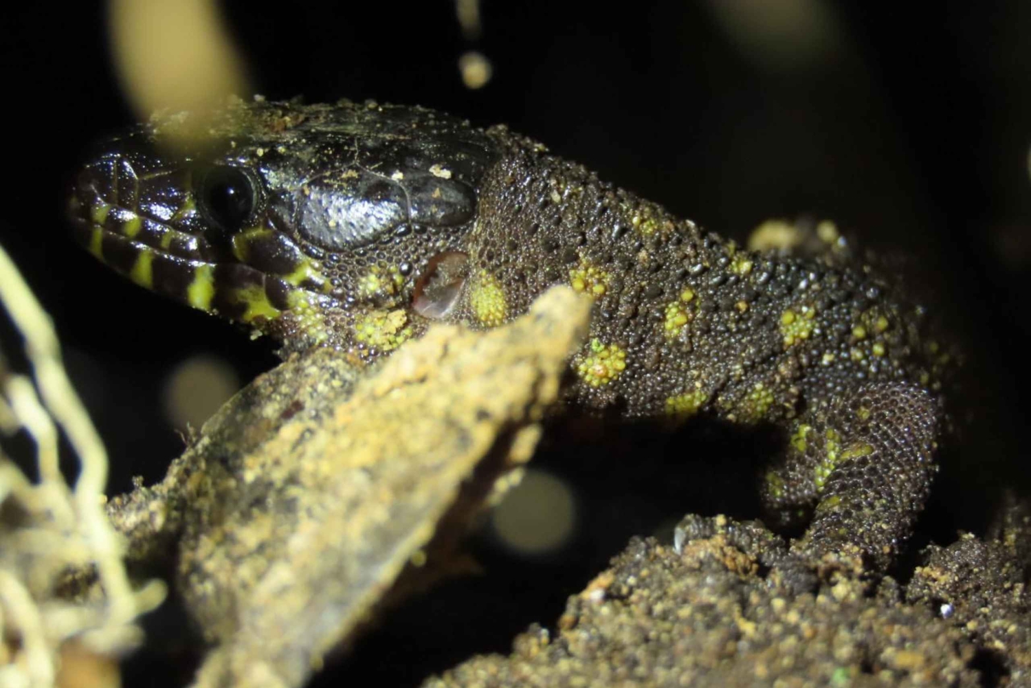 La Fortuna Costa Rica: Nattvandring