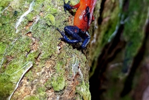 La Fortuna Costa Rica: Nattvandring